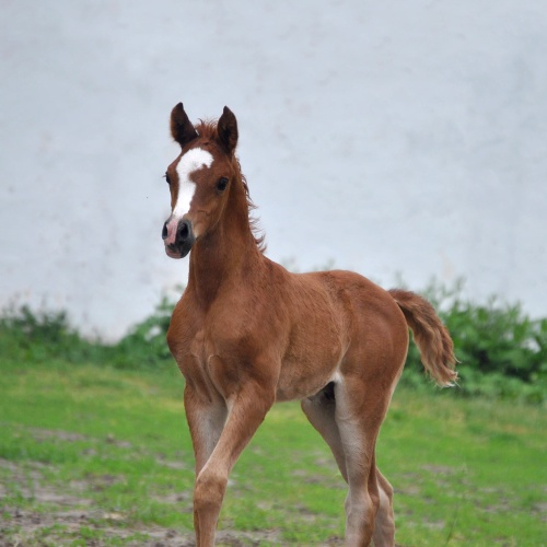THE FOALING SEASON 2022 IN SKK HAS OFFICIALLY ENDED!